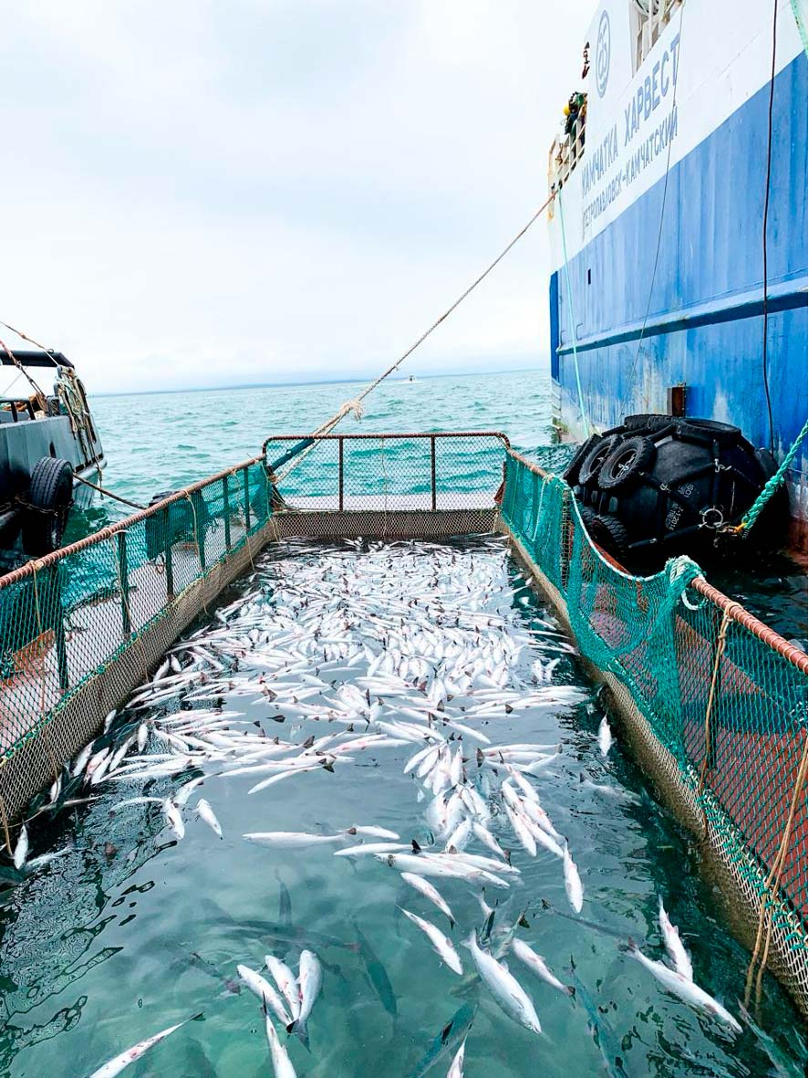 Advancing MSC Fishery Certification in Kamchatka