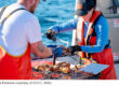 ODCC & FSS Launch 2025 MSC Certification Outreach for Dungeness Crab Fisheries