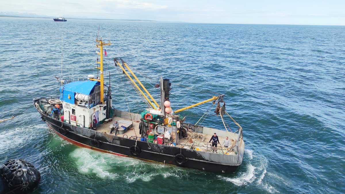 MSC Certification: A Success Story from Kamchatka Fisheries 2